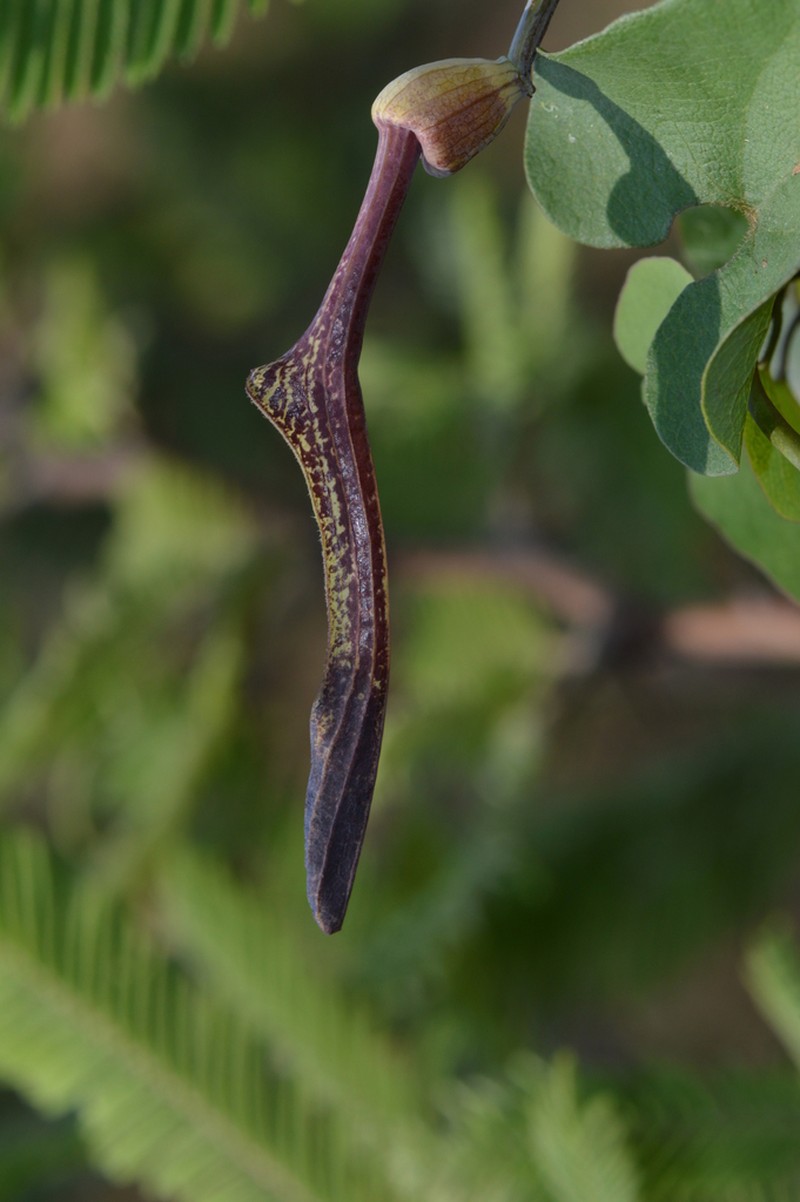 Aristolochia glossa
