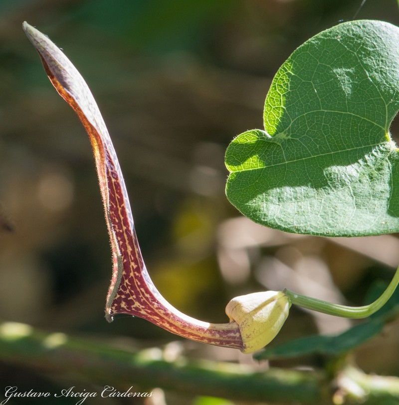 Aristolochia glossa photo 2