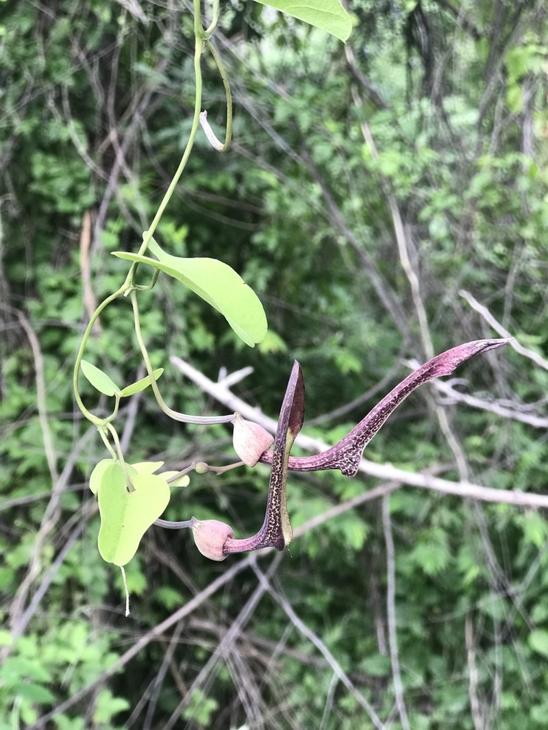 Aristolochia glossa photo 3