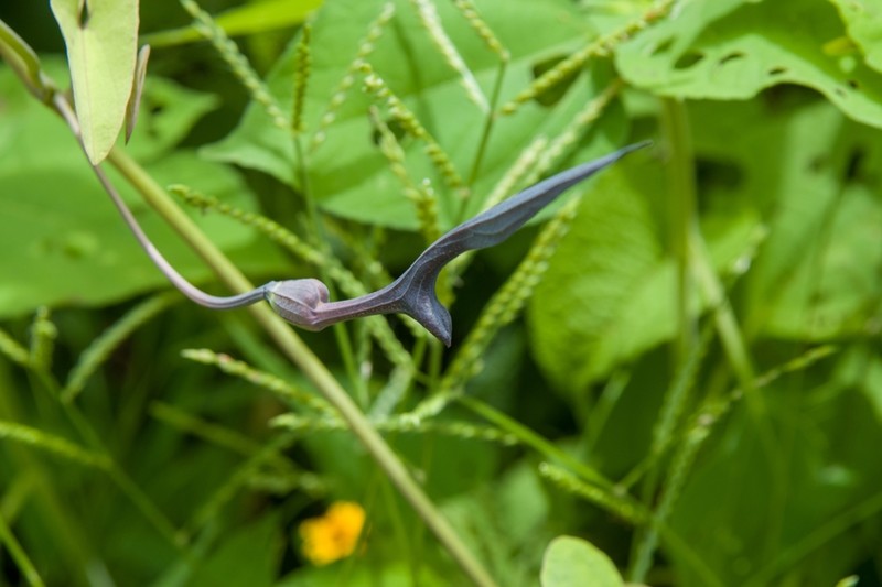 Aristolochia glossa photo 4
