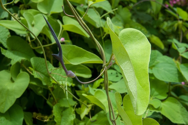 Aristolochia glossa photo 5