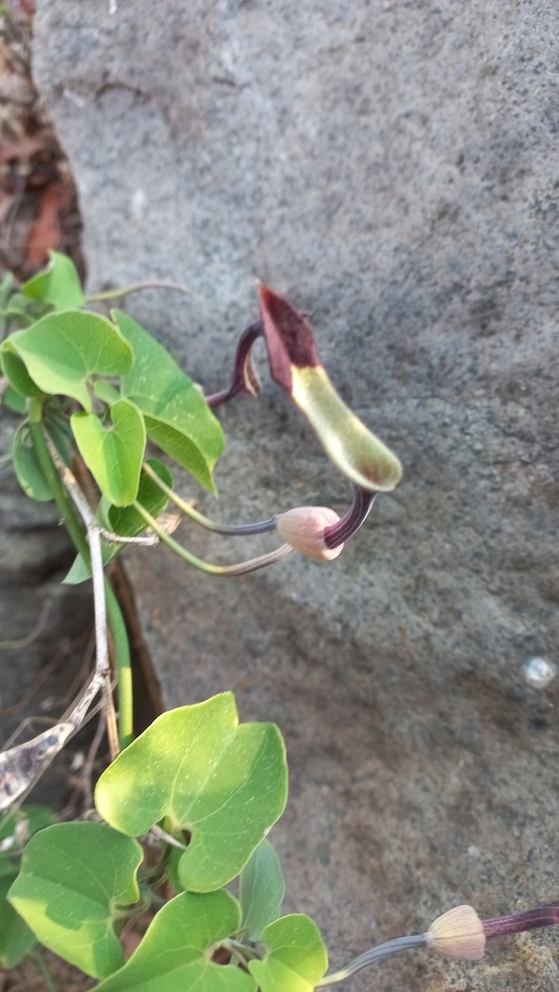 Aristolochia glossa photo 6
