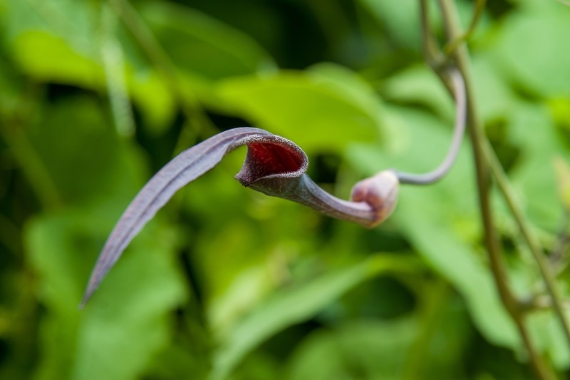 Aristolochia glossa photo 7