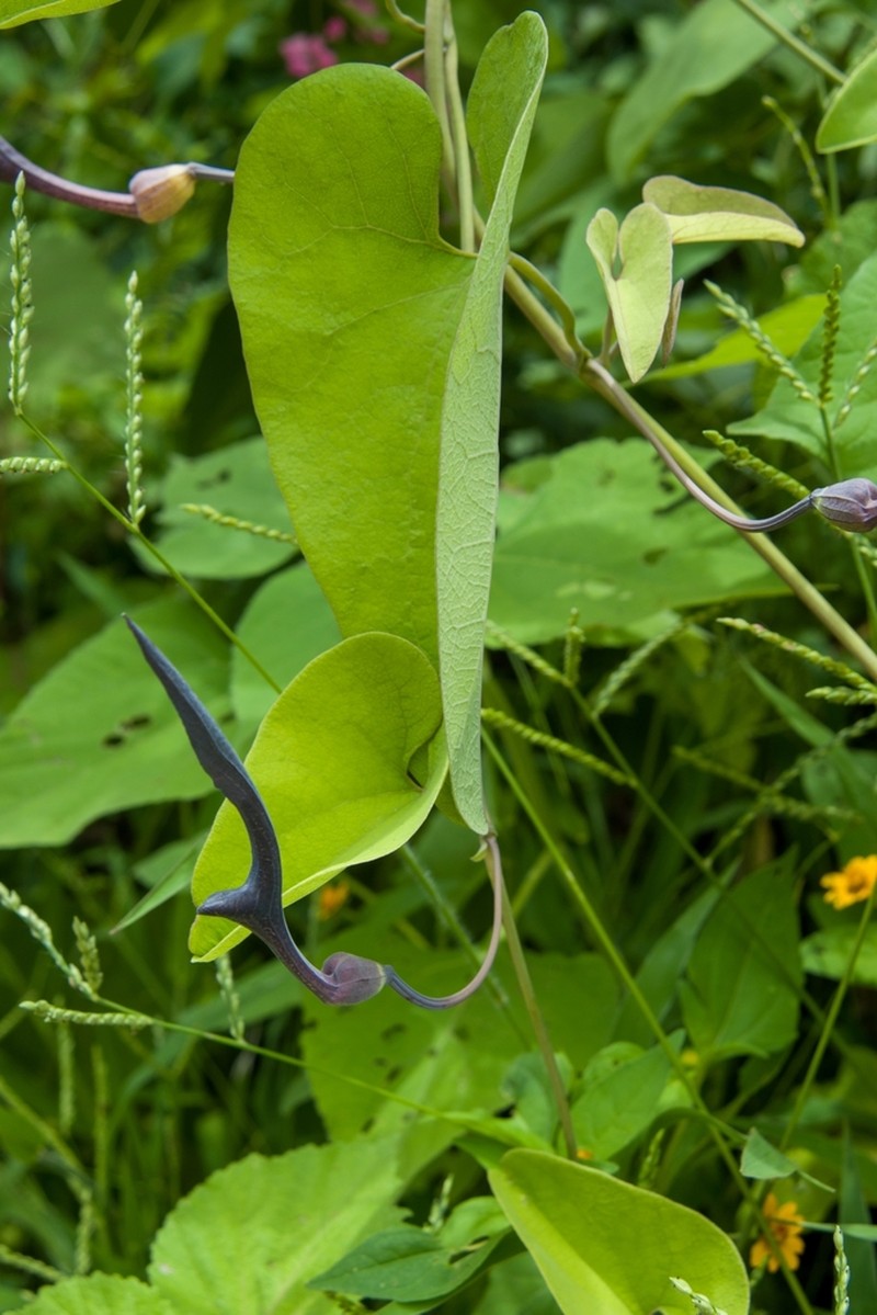 Aristolochia glossa photo 8
