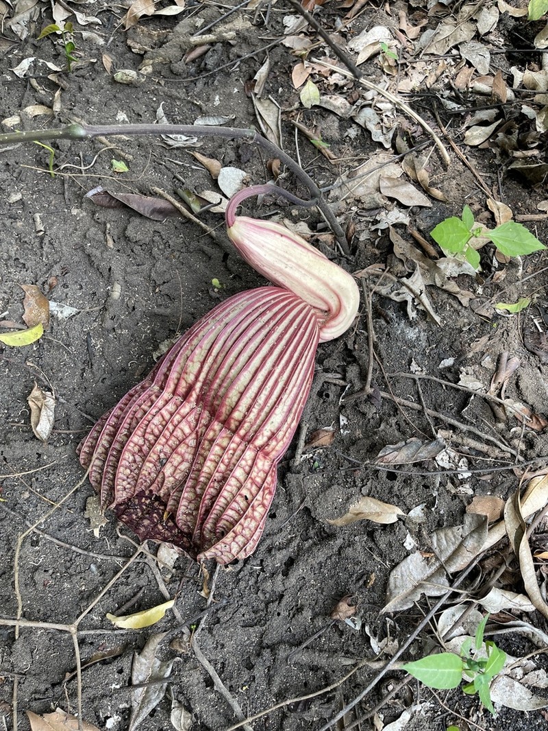 Aristolochia goldieana