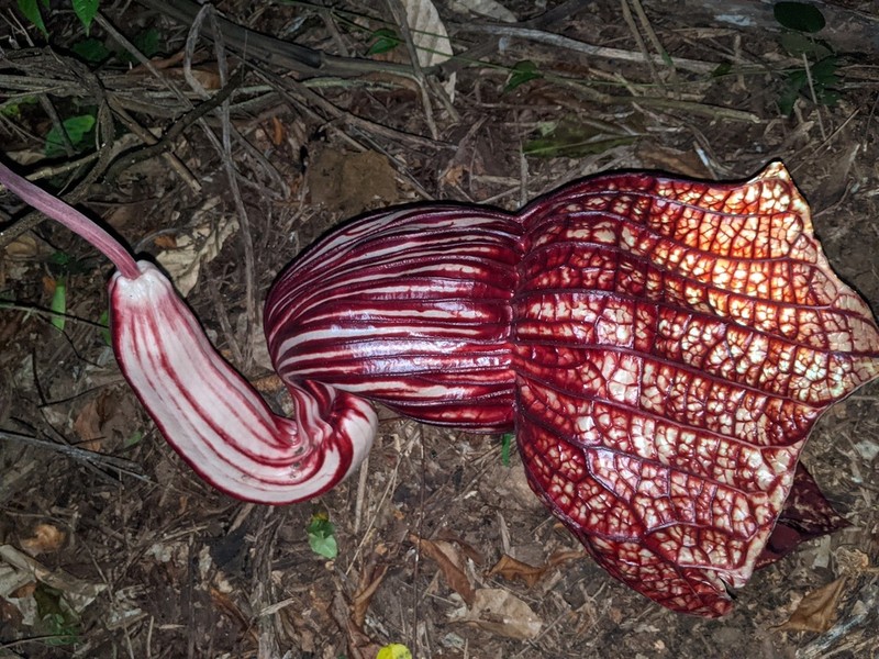 Aristolochia goldieana photo 2