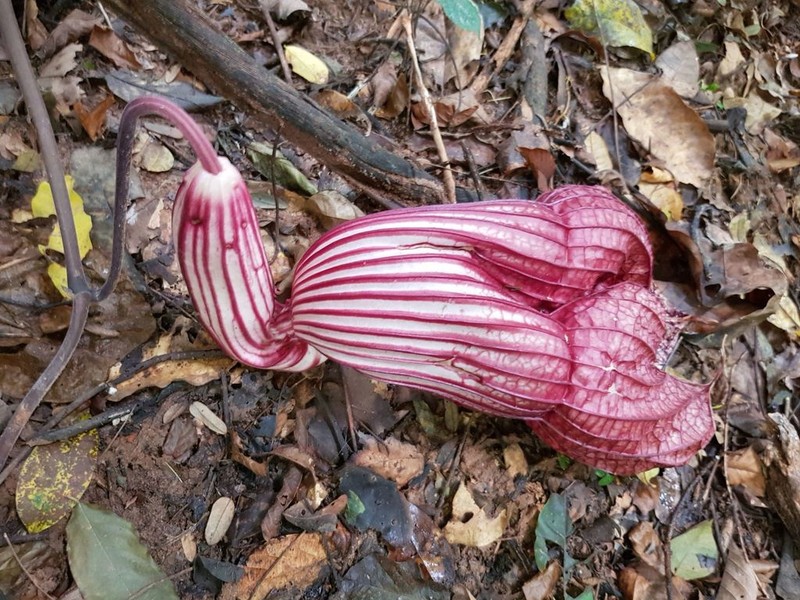 Aristolochia goldieana photo 3