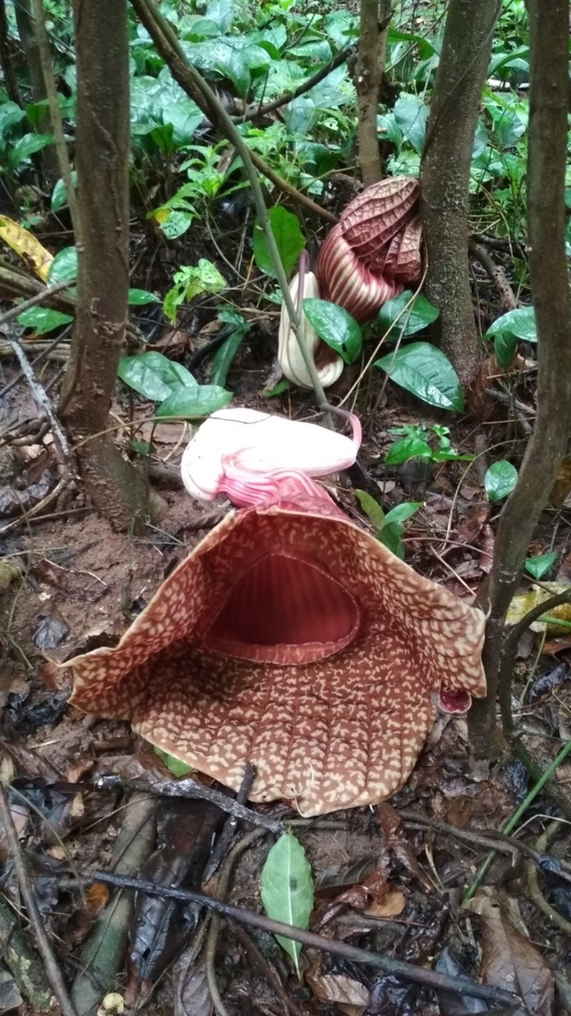 Aristolochia goldieana photo 4