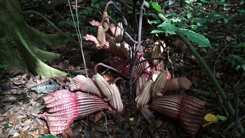 Aristolochia goldieana photo 5