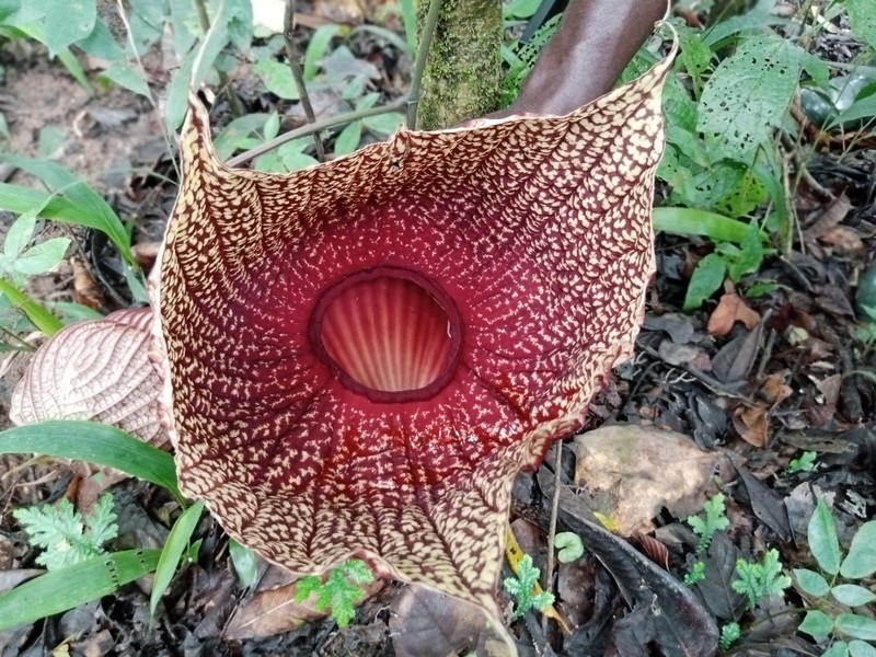 Aristolochia goldieana photo 6