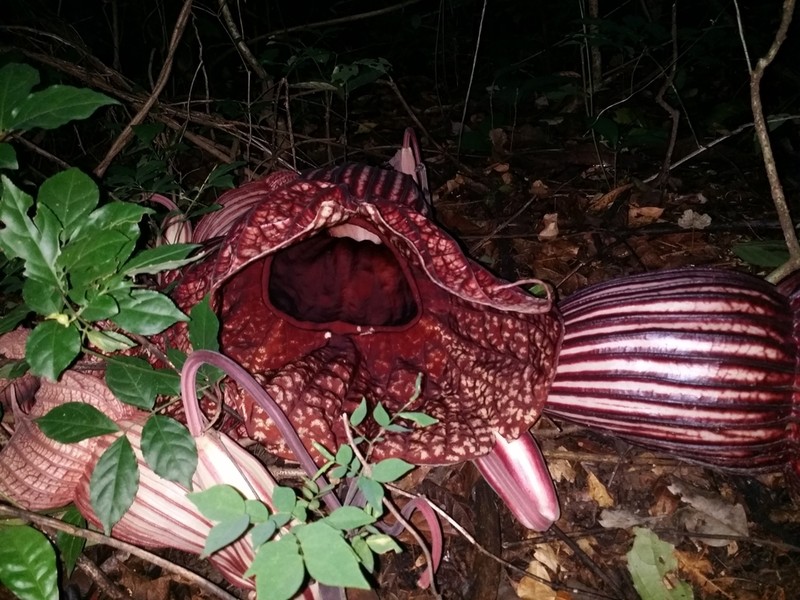 Aristolochia goldieana photo 7