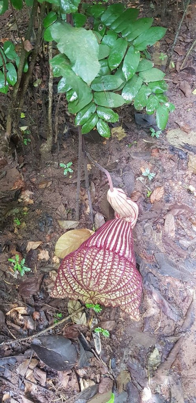 Aristolochia goldieana photo 8