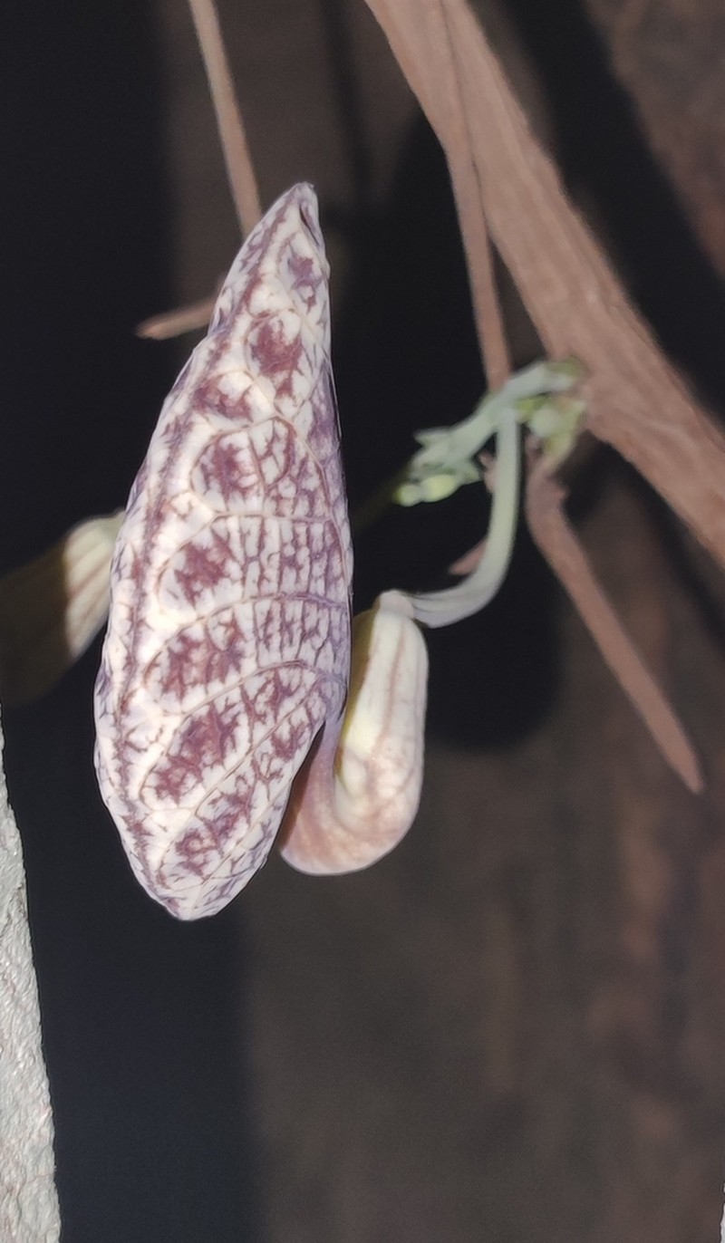 Aristolochia goudotii