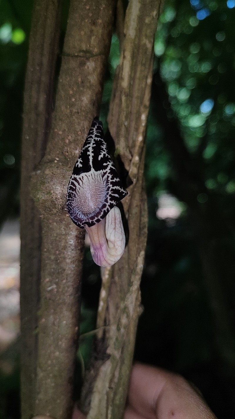 Aristolochia goudotii photo 2