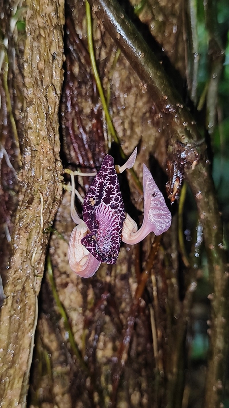 Aristolochia goudotii photo 3
