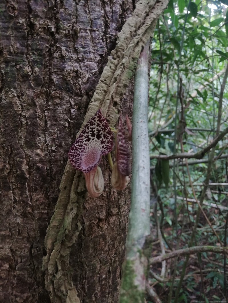 Aristolochia goudotii photo 4