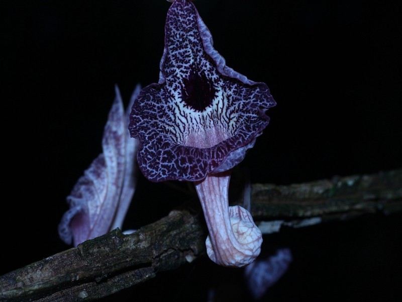 Aristolochia goudotii photo 5