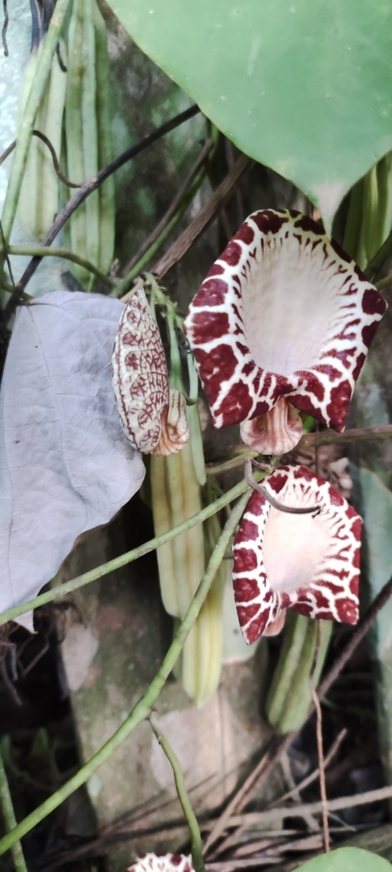 Aristolochia goudotii photo 6