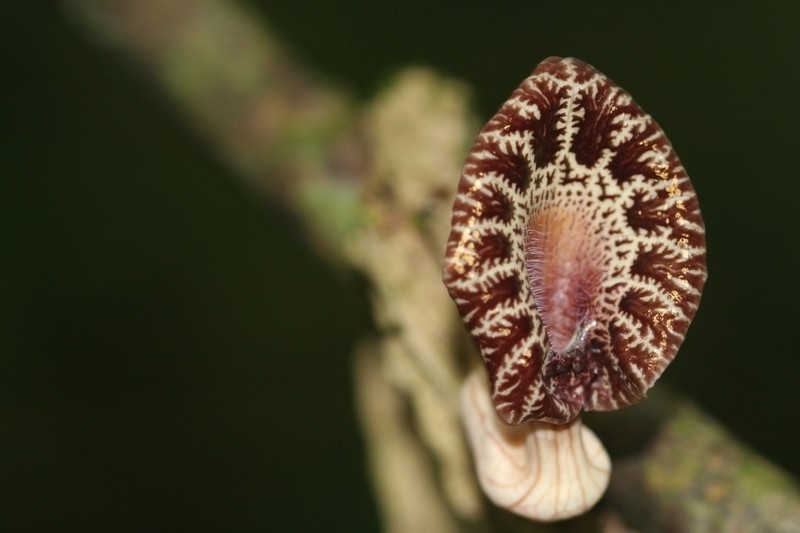 Aristolochia goudotii photo 7