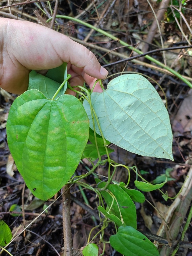 Aristolochia goudotii photo 8