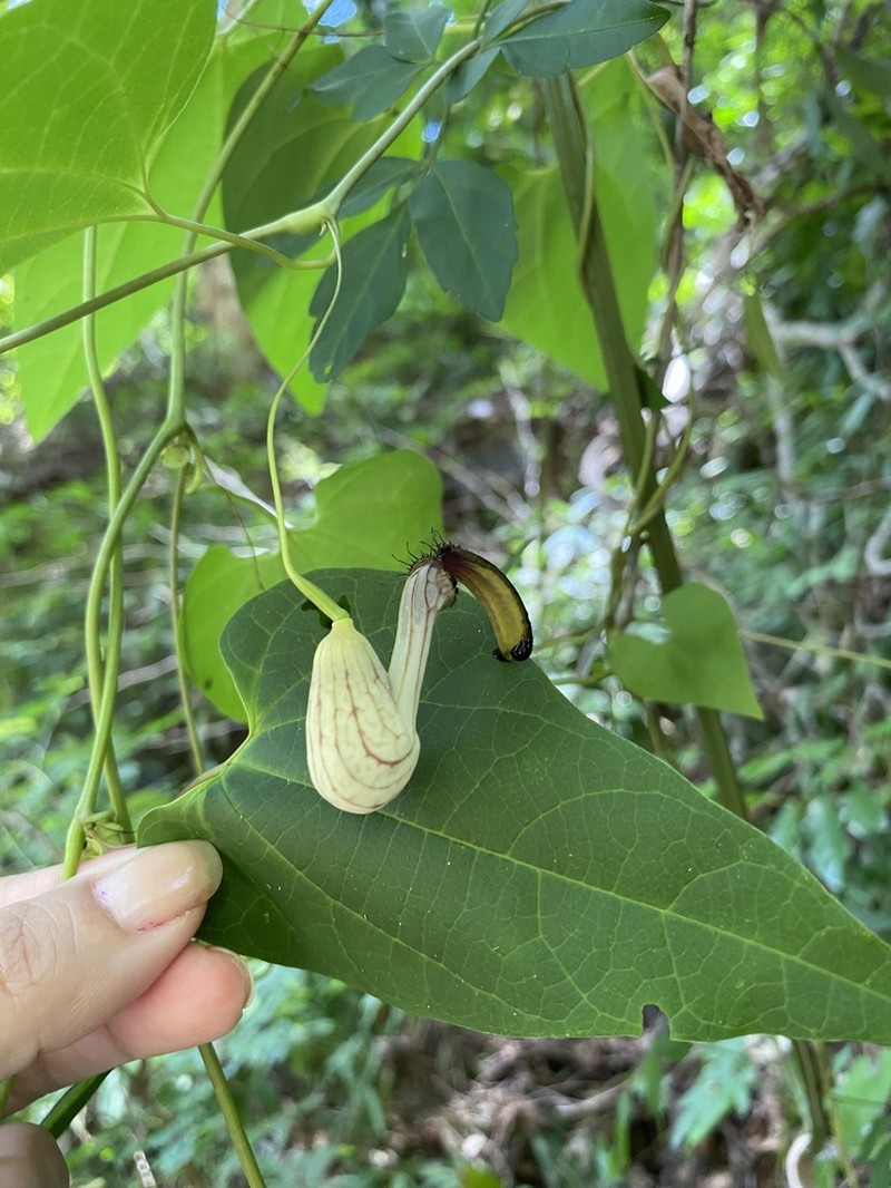 Aristolochia gracilipedunculata