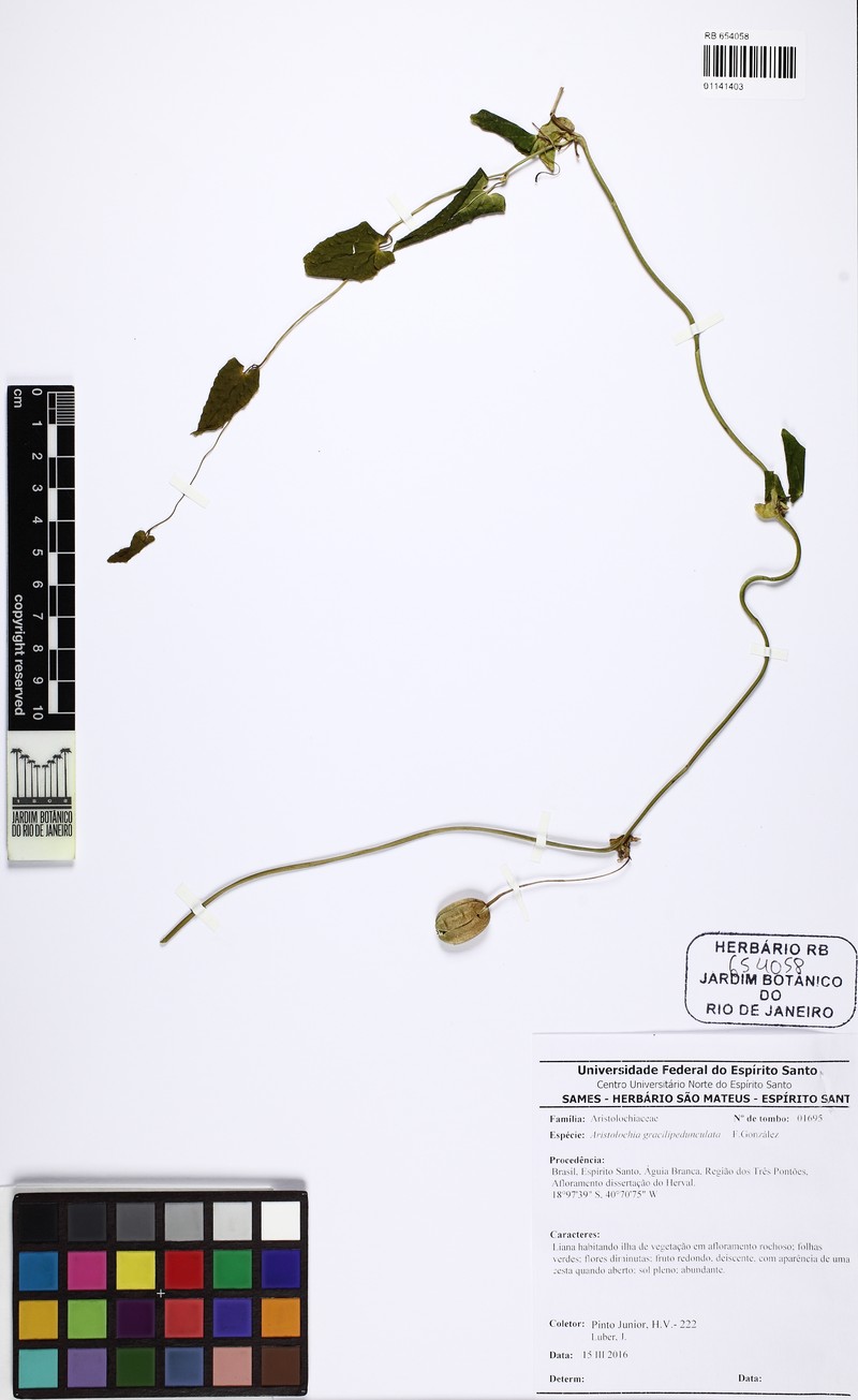 Aristolochia gracilipedunculata photo 2