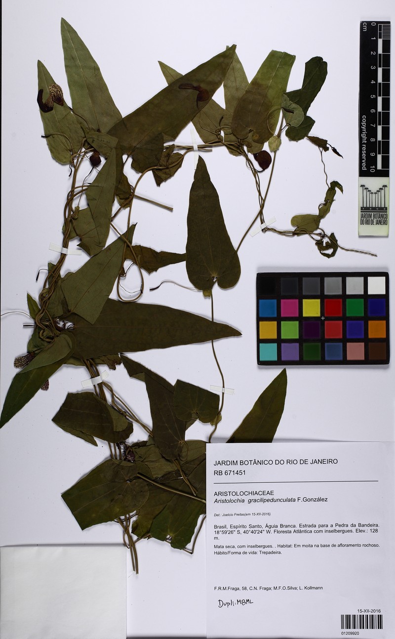 Aristolochia gracilipedunculata photo 3