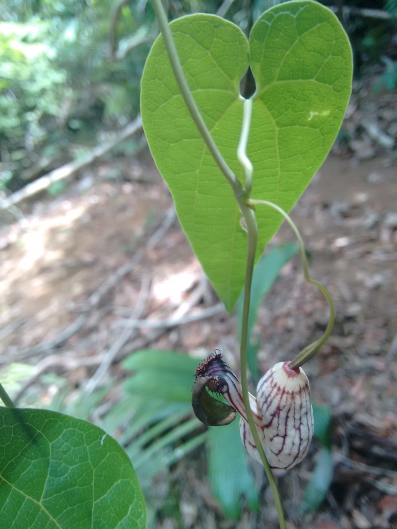 Aristolochia gracilipedunculata photo 5