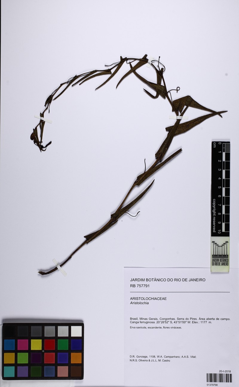 Aristolochia gracilis