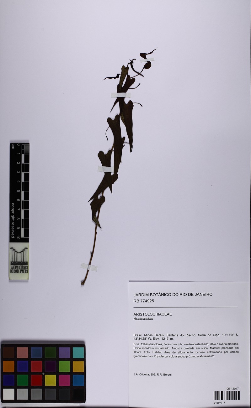 Aristolochia gracilis photo 2