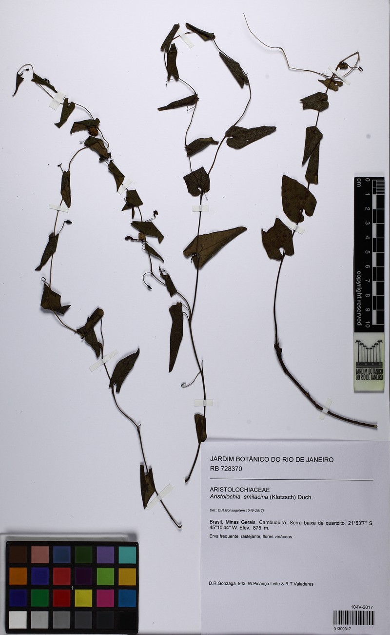 Aristolochia gracilis photo 3
