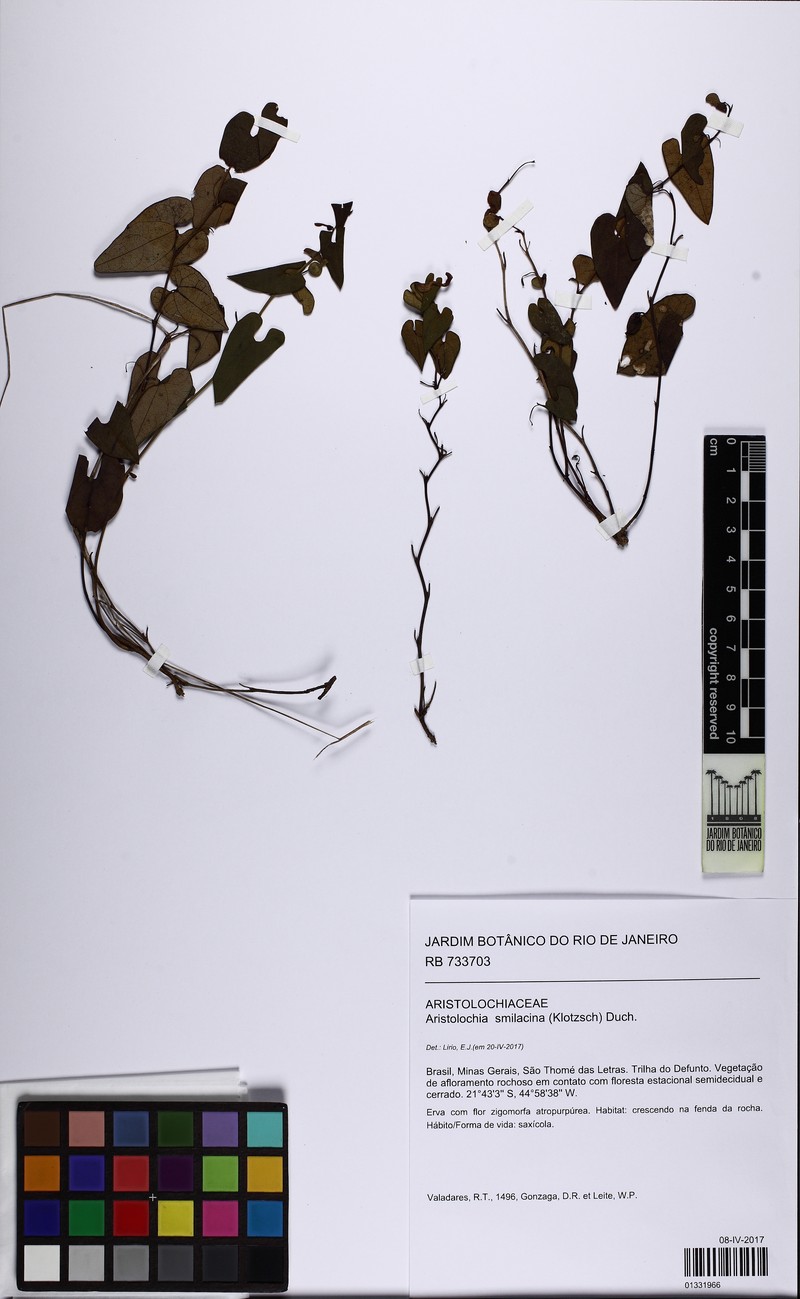 Aristolochia gracilis photo 4