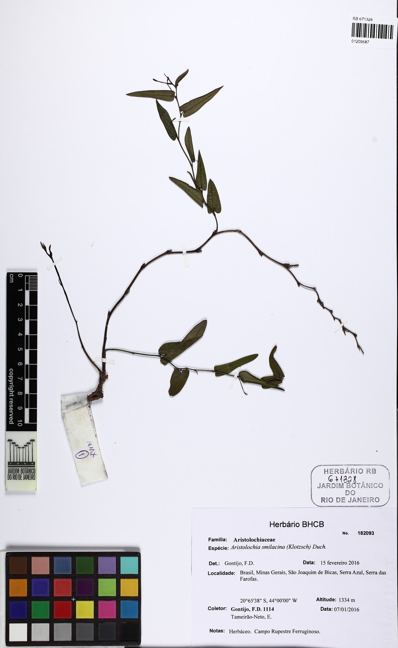 Aristolochia gracilis photo 5