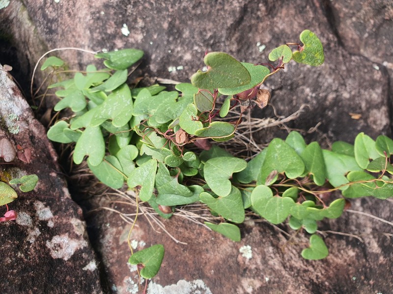 Aristolochia gracilis photo 6