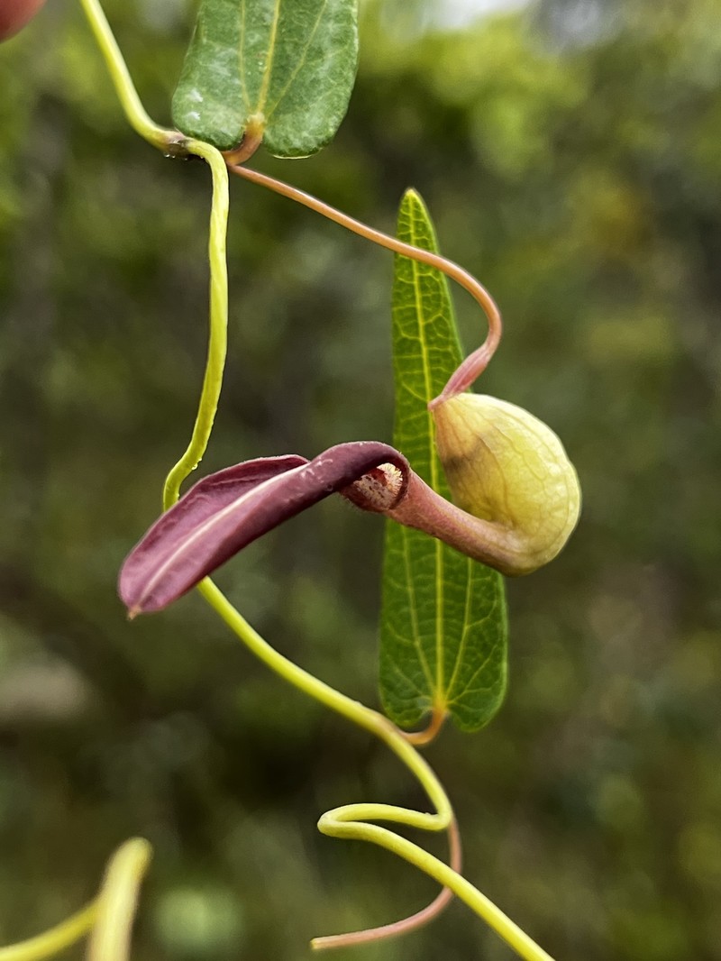 Aristolochia gracilis photo 7