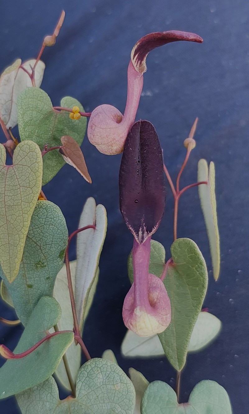 Aristolochia gracilis photo 8
