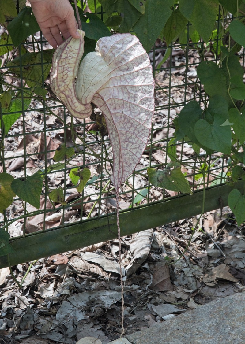 Pelicanflower