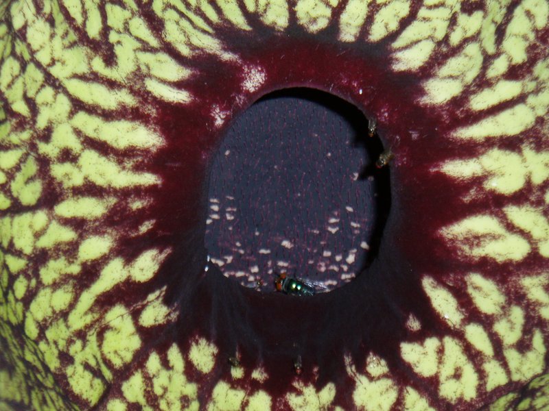 Pelicanflower photo 3