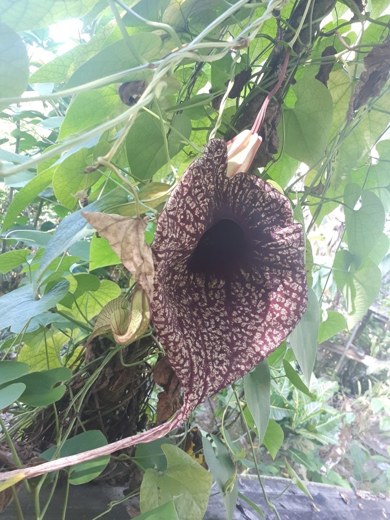 Pelicanflower photo 4