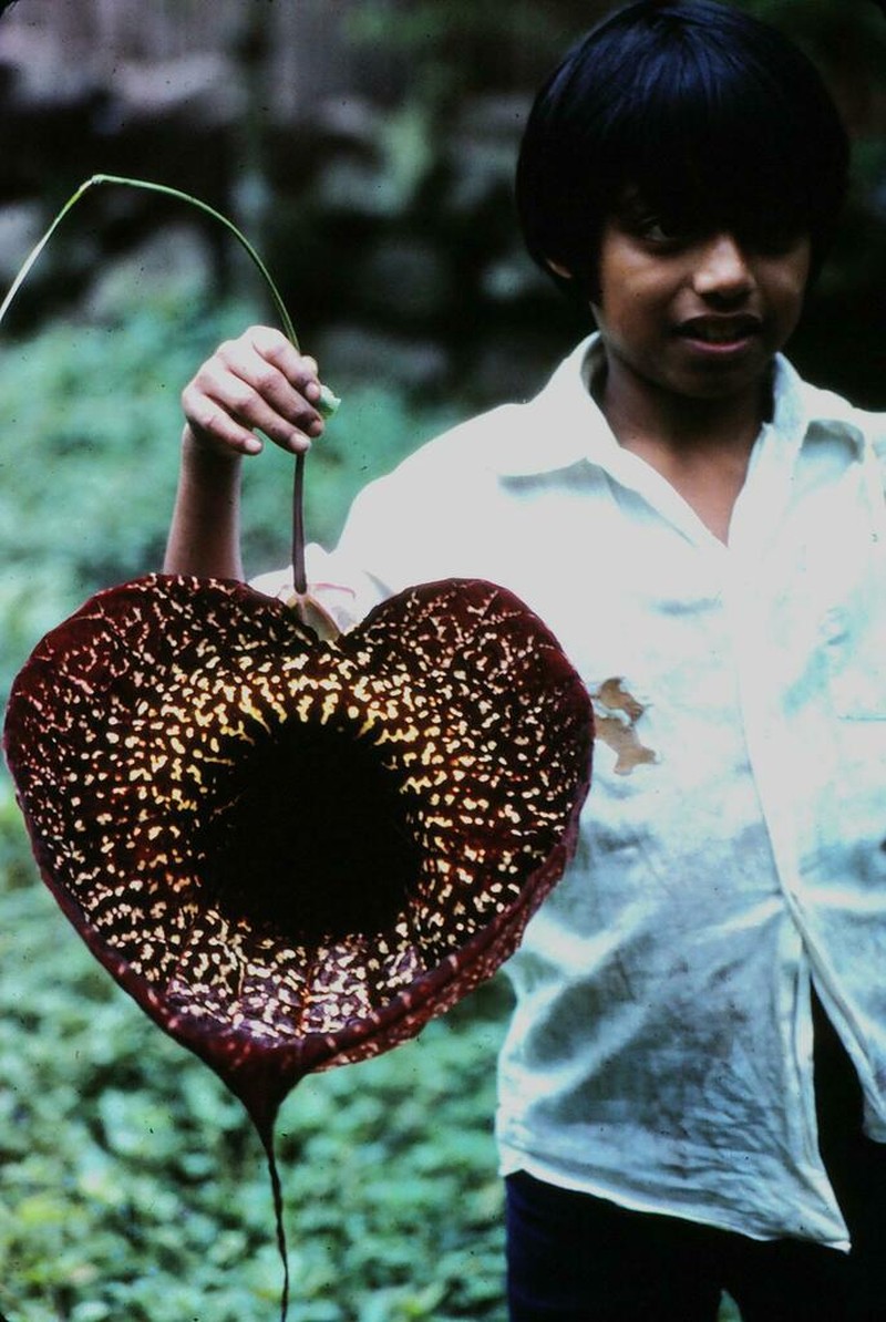 Pelicanflower photo 6
