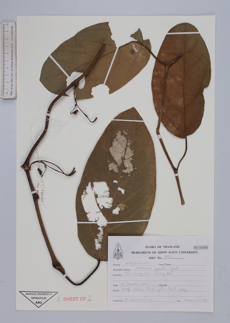 Aristolochia grandis photo 2