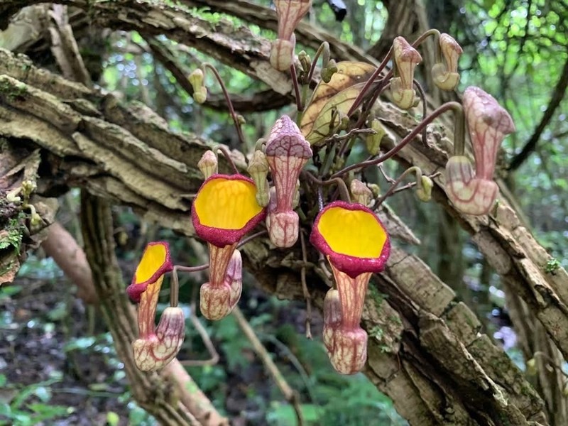 Aristolochia grandis