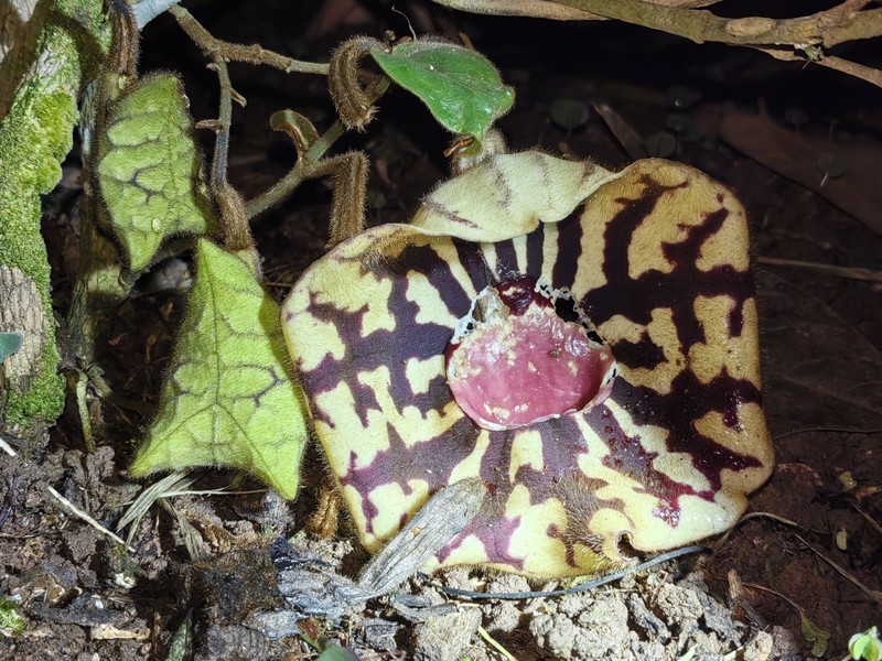 Aristolochia grandis photo 3