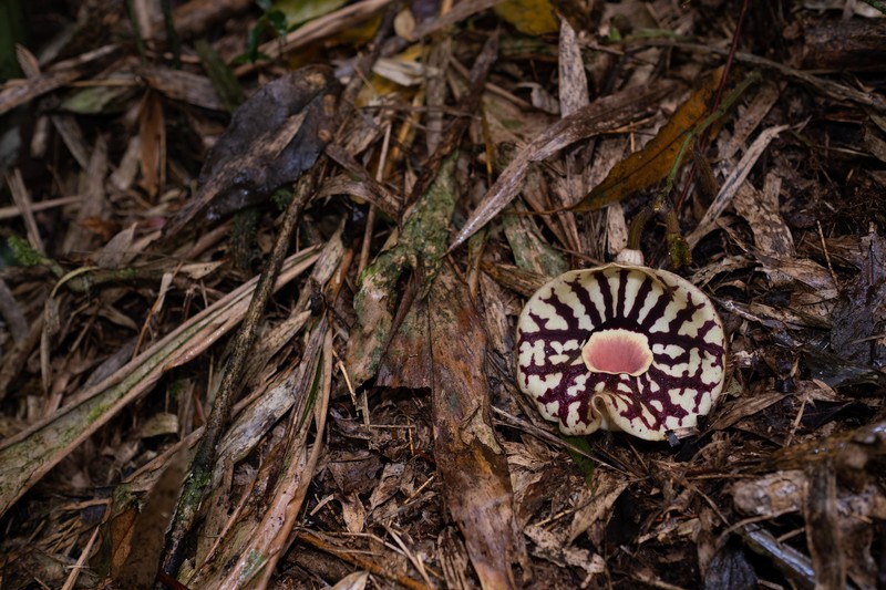 Aristolochia grandis photo 5