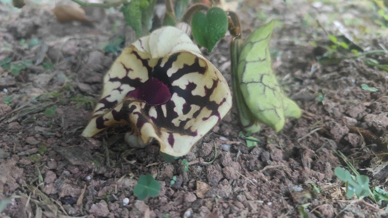 Aristolochia grandis photo 6