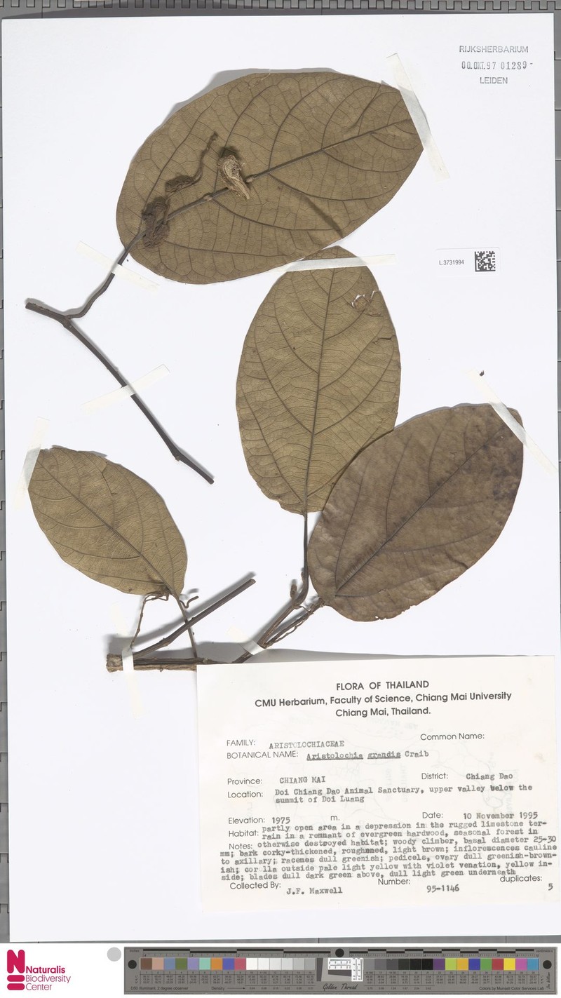 Aristolochia grandis photo 7