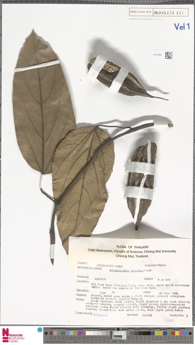 Aristolochia grandis photo 8