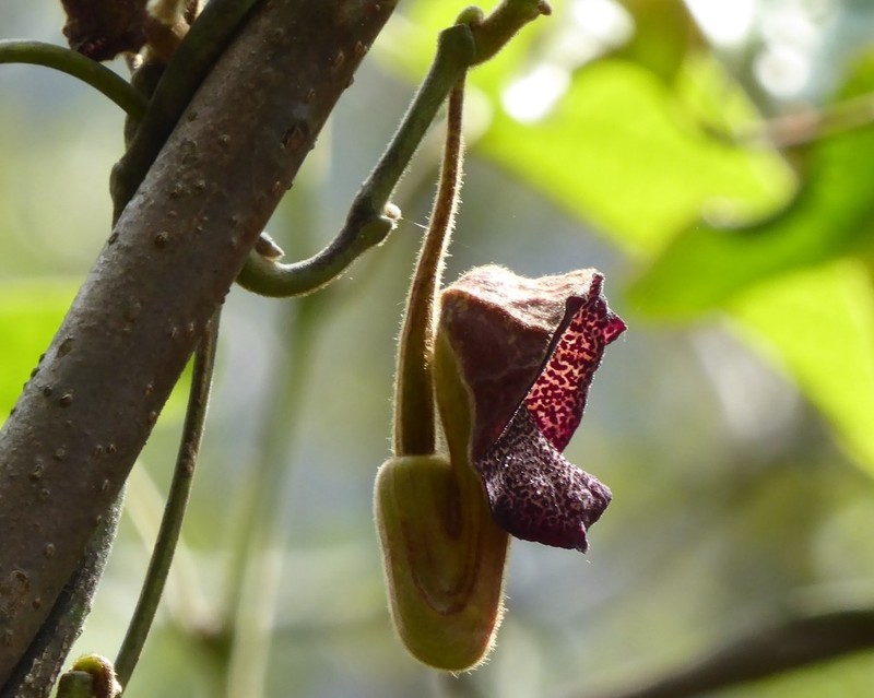 Aristolochia griffithii photo 2