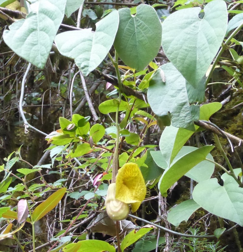 Aristolochia griffithii photo 3