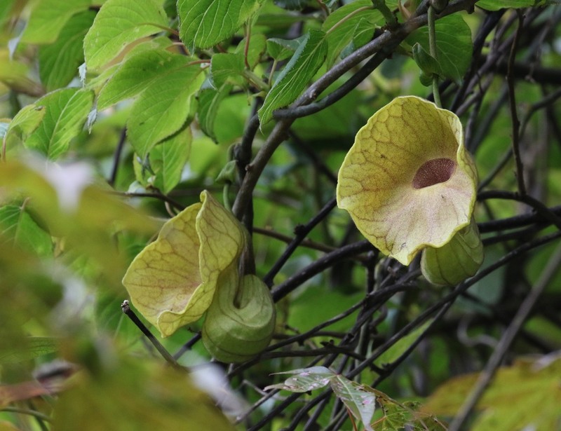 Aristolochia griffithii photo 4